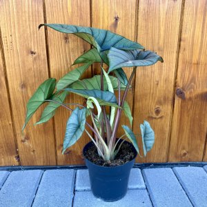 Alokázia (Alocasia) 'PLATINUM' - výška 25-35 cm, kont. C1L